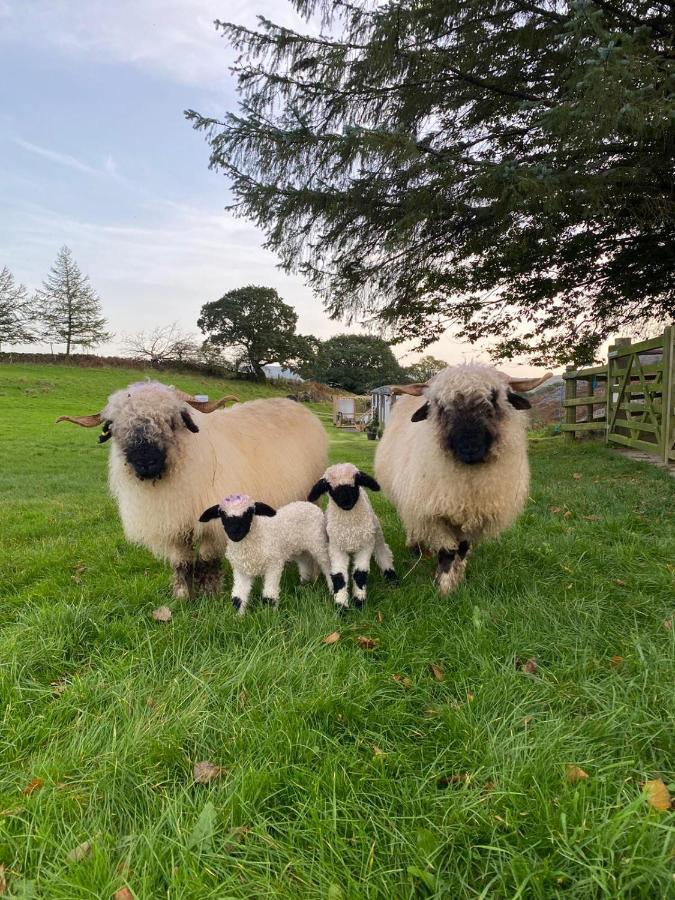 The Original Sleeping Giant With Hot Tub & Alpacas Farm stay