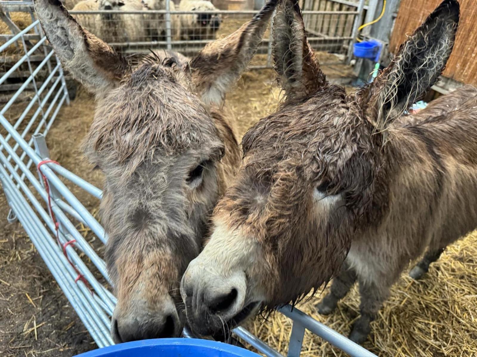 Farm stay The Original Sleeping Giant With Hot Tub & Alpacas *