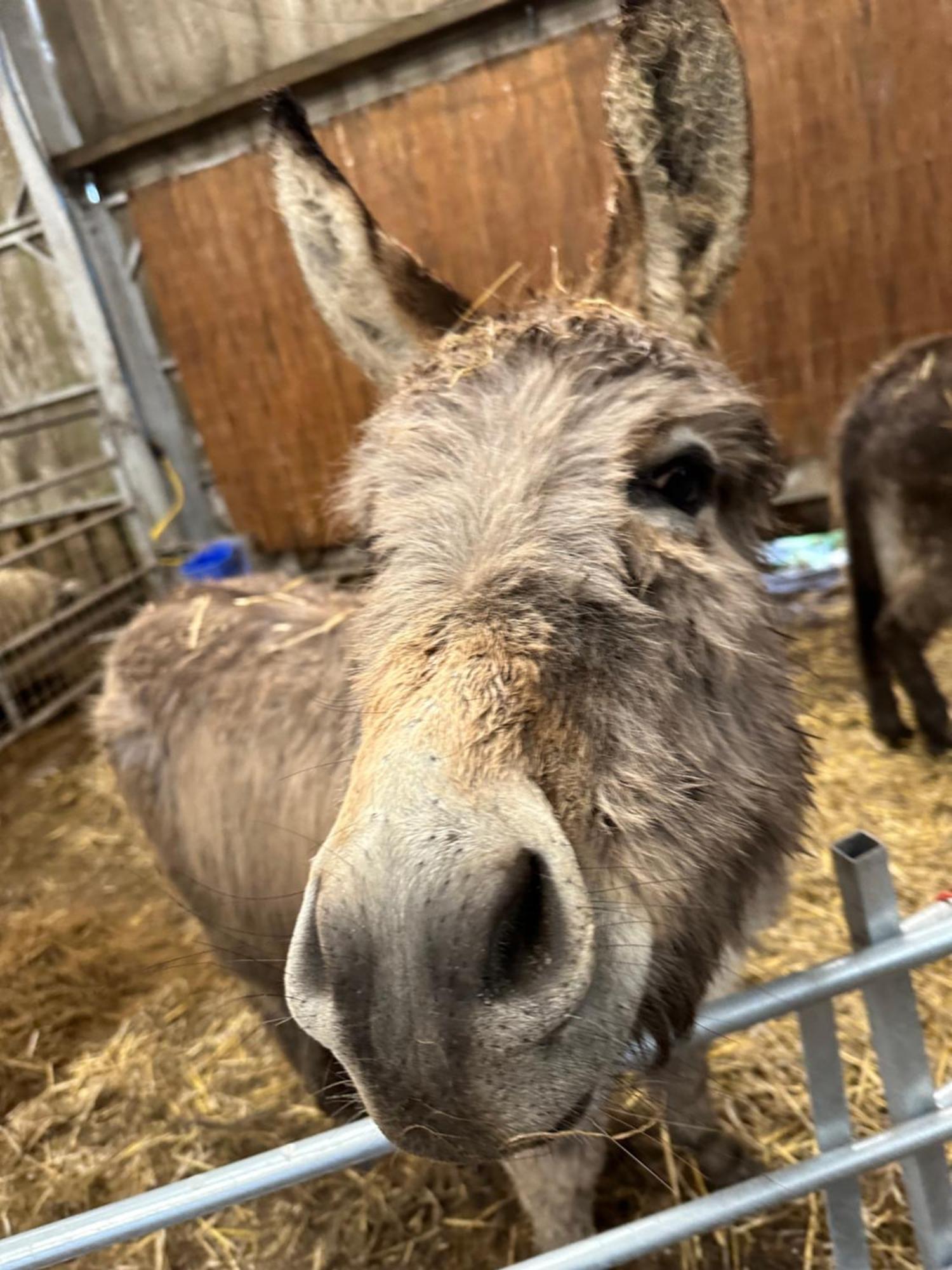 Farm stay The Original Sleeping Giant With Hot Tub & Alpacas Ystradgynlais