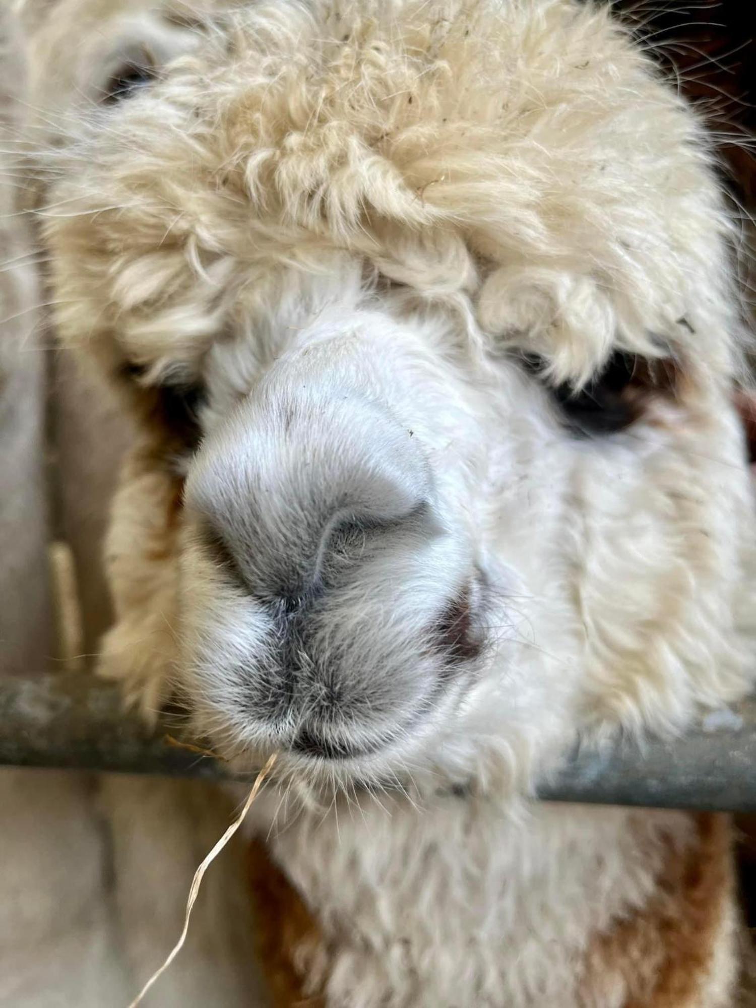 Bauernhof The Original Sleeping Giant With Hot Tub & Alpacas