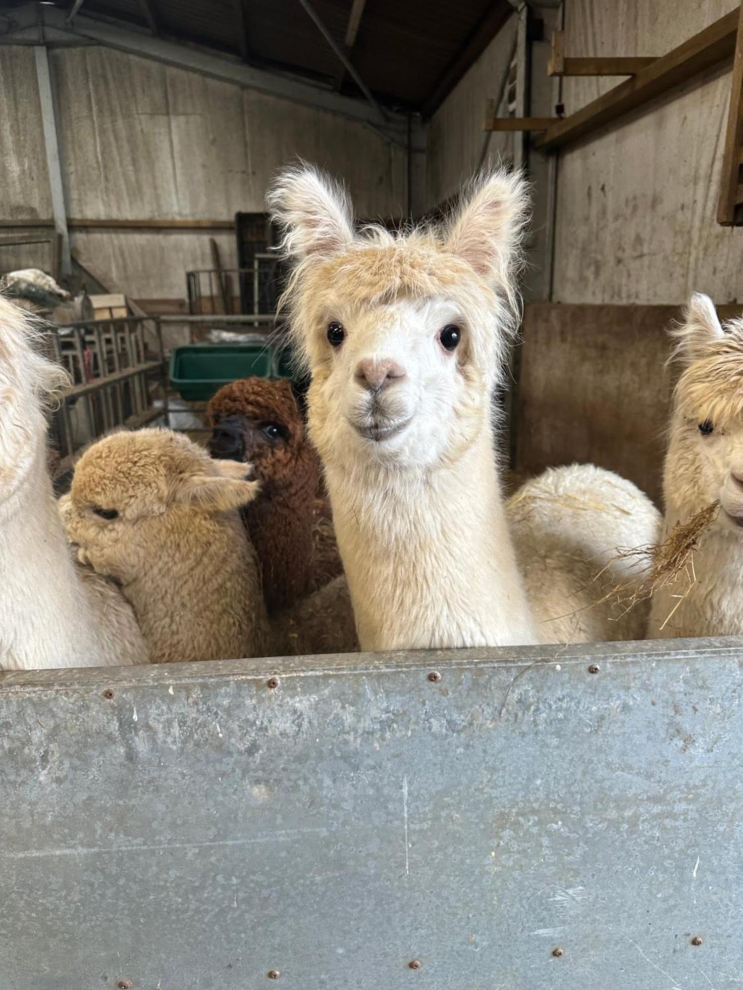 The Original Sleeping Giant With Hot Tub & Alpacas Bauernhof Ystradgynlais